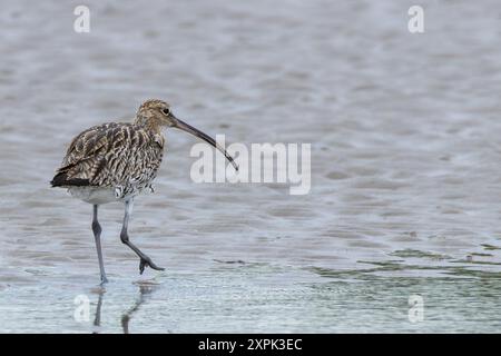 Eurasischer Brachgang auf Bull Island, Dublin. Ernährt sich von Insekten, Krebstieren und Weichtieren. Häufig in Europa und Asien zu finden. Stockfoto