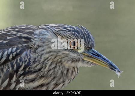 Junger Schwarzgekrönter Nachtreiher, der eine Feder im Schnabel hält. Nahaufnahme des Fotos. Nycticorax nycticorax. Auf einem verschwommenen grünen Hintergrund mit Copy Spa Stockfoto