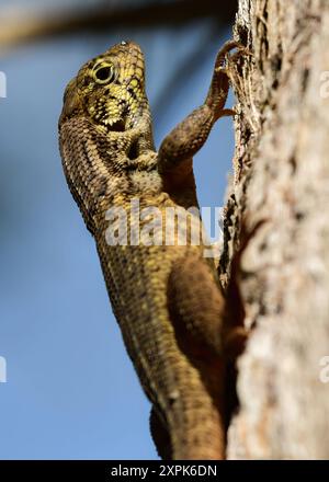 Nördliche Lockenschwanzechse Stockfoto