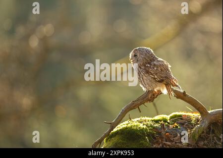 Tawny Owl thront auf Zweig im sonnigen Wald Stockfoto
