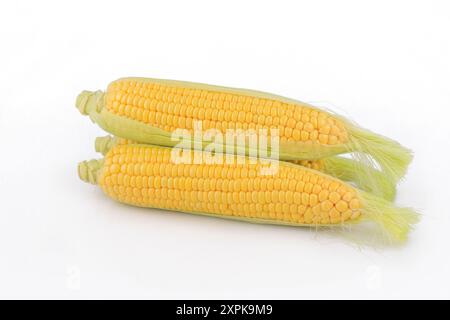Frischer Mais auf weißem Hintergrund. Stockfoto