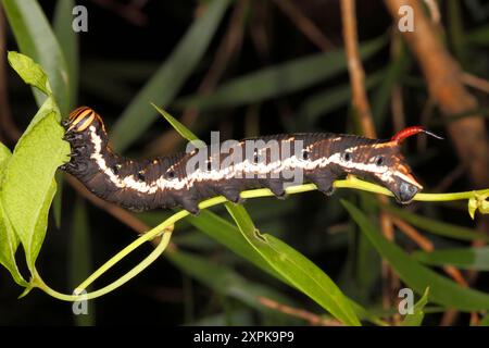 Convolvulus Hawk Moth Raupe, Agrius convolvuli. Coffs Harbour, NSW, Australien Stockfoto