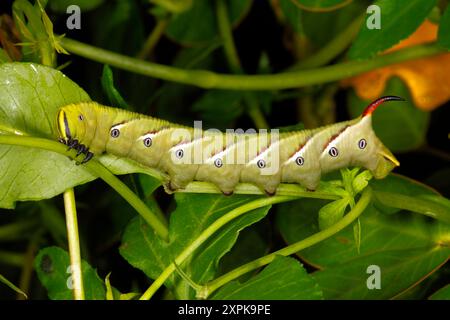 Convolvulus Hawk Moth Raupe, Agrius convolvuli. Coffs Harbour, NSW, Australien Stockfoto