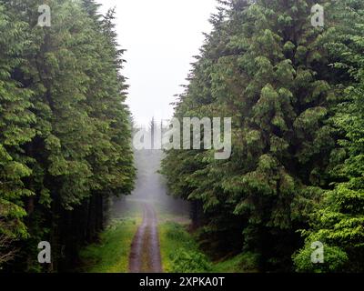 Limavady Market Town., Irland. Juli 2024. Blick auf eine Straße, umgeben von grünen Wäldern unter starkem Nebel. Der Ireland Way ist ein Wanderweg, der in Cork in der Republik Irland beginnt und mit dem „Ulster Way“ verbindet, der Nordirland abdeckt. (Foto: Ana Fernandez/SOPA Images/SIPA USA) Credit: SIPA USA/Alamy Live News Stockfoto