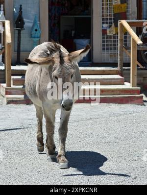 Ein schwangerer Wildesel streift an einem heißen Sommertag durch die Straßen von Oatman Arizona. Stockfoto