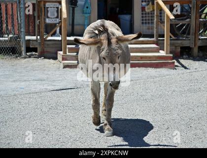 Ein schwangerer Wildesel streift mit tief gehendem Kopf durch die Straßen in Oatman Arizona an einem heißen Sommertag. Stockfoto