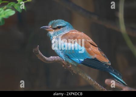 Barching European Roller (Coracias garrulus) Stockfoto