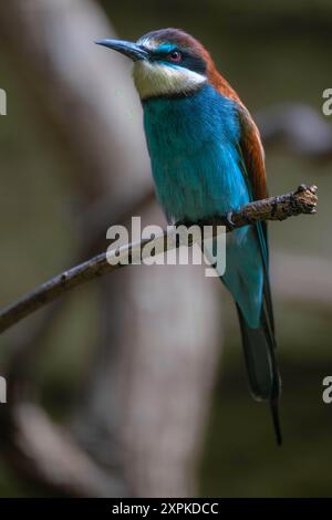 Europäischer Bienenfresser (Merops apiaster) Stockfoto