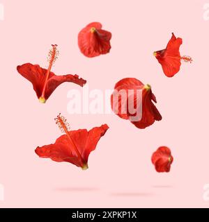 Rote Hibiskusblüten in der Luft auf rosa Hintergrund Stockfoto