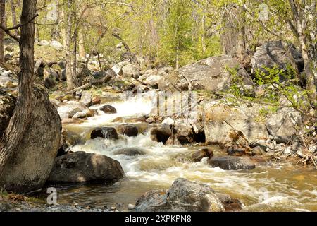 Ein schneller stürmischer Bach fließt von den Bergen durch den Quellwald und beugt sich um die Steine in seinem Kanal. AK-Karum Fluss, Altai, Sibirien Stockfoto