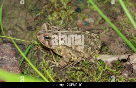 Fowler's Toad (Anaxyrus fowleri) auf Waldboden, Virginia USA. Foto im Juni. Alle Kröten können giftig sein, wenn sie gehandhabt werden. Stockfoto