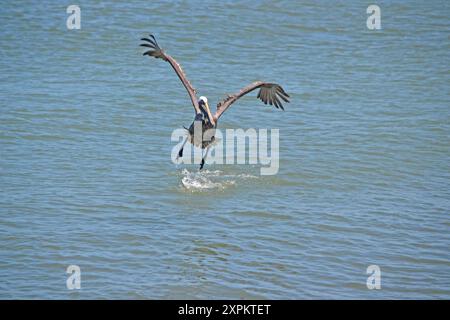 Ein Pelikan steigt auf und fliegt über dem Meer, Flügel nach oben, Füße gerade nach unten, leicht geneigt, nach einem erfolgreichen Tauchgang für eine Mahlzeit in Ponce Inlet FL. Stockfoto