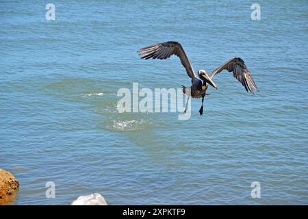 Nach einem erfolgreichen Versuch einer Mahlzeit in Ponce Inlet, Florida, steigt ein Pelikan auf und fliegt über den Ozean. Stockfoto