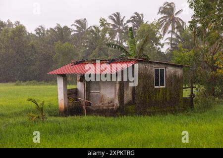 Bauernhaus umgeben von grünem Reisfeld. Monsunsaison und Reisfeld. Landwirtschaft. Kulturen in Goa. Ökologischer Landbau. Grünes Reisfeld während r Stockfoto