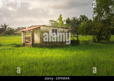 Bauernhaus umgeben von grünem Reisfeld. Monsunsaison und Reisfeld. Landwirtschaft. Kulturen in Goa. Ökologischer Landbau. Grünes Reisfeld während r Stockfoto