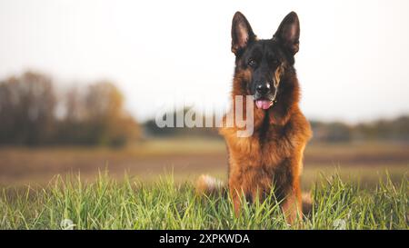 Schöner erwachsener deutscher Schäferhund, der auf Gras mit verschwommenem Hintergrund sitzt Stockfoto