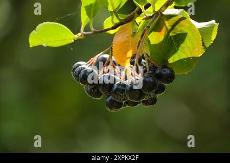 Nahaufnahme der Reifen Aronia melanocarpa-Beeren, die an einem Zweig hängen, umgeben von grünen Blättern und natürlichem Licht. Stockfoto