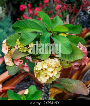 Blühende Kaktuspflanze in einem Garten in Queensland, Australien, Stockfoto