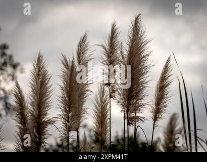 Hinterleuchtung der Cortaderia selloana, auch bekannt als Pampas Grass, in Südamerika angebaut Stockfoto