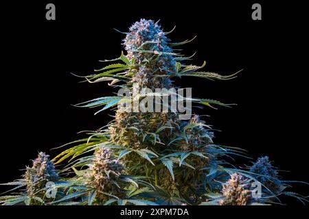 Eine Nahaufnahme einer Reifen Cannabispflanze mit dichten Knospen vor schwarzem Hintergrund Stockfoto