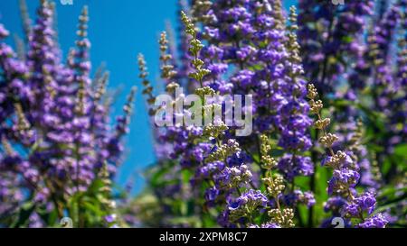 Blumen von Vitex agnus-castus, vitex, keuscher Baum, Kastetree, Kastebeere, Abrahams Balsam, Flieder-Chastetree oder Mönchspfeffer Stockfoto