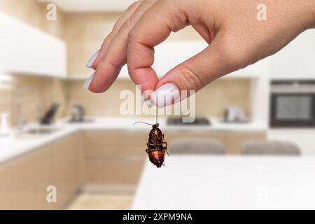 Tote Kakerlake in sauberer Küche halten. Das Konzept der Schädlingsbekämpfung und die Bedeutung der Hygiene im Haushalt Stockfoto