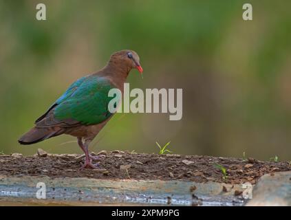 Gemeiner Smaragdtaubenvogel in seinem Lebensraum auf der Suche nach Nahrung und Wasser. Stockfoto