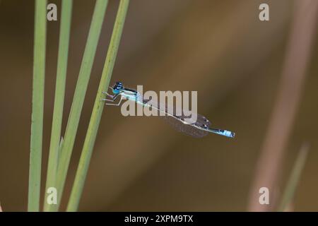 Kleine Pechlibelle, Männchen, Ischnura pumilio, kleine Blauschnecke, seltene Blauschwanzfliege, männlich, Agrion Nain, Ischnure Naine Stockfoto