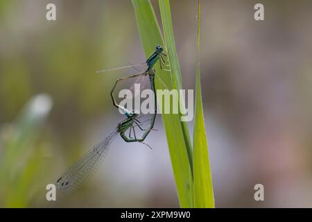 Fehlpaarung bei Kleinlibellen, Männchen: Kleine Pechlibelle, Männchen, Ischnura pumilio, SmallBluetail, seltene Blauschwanzfliege, männlich, Agrion na Stockfoto