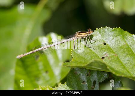 Blaue Federlibelle, Gemeine Federlibelle, Federlibelle, Weibchen, Platycnemis Pennipes, weißbeinige Damselfliege, blaues Federbein, weiblich, Le Pennipatte Stockfoto