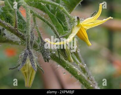 Eine Nahaufnahme einer Tomatenblume Stockfoto