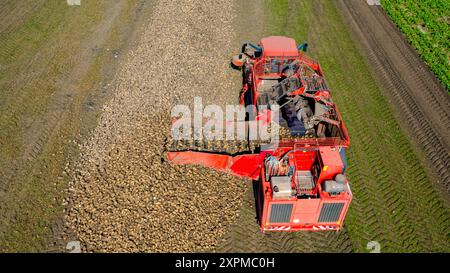 Über dem Rollwagen wird die Umlaufbahn um den Erntemaschine zum Schneiden und Ernten reifer Zuckerrübenwurzeln entladen, wobei frisch geerntete Fracht über Co übertragen wird Stockfoto