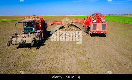 Oben auf zwei Landmaschinen werden Erntemaschinen für die Ernte reifer Zuckerrübenwurzeln zusammen entladen, frisch geerntete Fracht über Fördergut Stockfoto