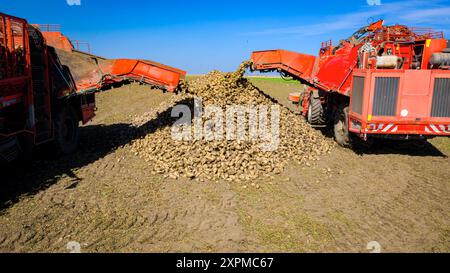 Oben auf zwei Landmaschinen werden Erntemaschinen für die Ernte reifer Zuckerrübenwurzeln zusammen entladen, frisch geerntete Fracht über Fördergut Stockfoto