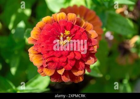 Wunderschöne dunkelrote und orangene Zinnia elegante Gartenblumen. Stockfoto