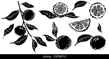 Handgezogene Yuzu-Frucht. Set von Yuzu-Früchten auf weißem Hintergrund Stock Vektor