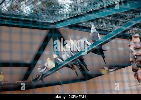 Papageien im Käfig eines Tierparks. Hochwertige Fotos Stockfoto