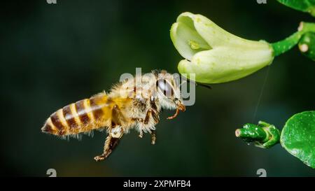 Honigbiene mit Pollen auf den Beinen, die auf eine grüne Blume mit natürlichem dunklem Hintergrund zufliegt. Stockfoto