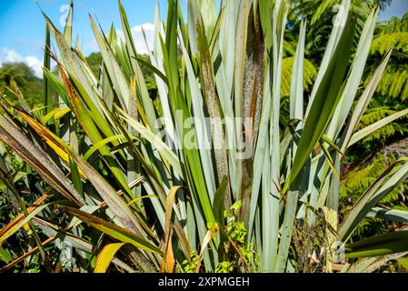 Phormium-Tenax-Werk (Neuseeländischer Flachs) Stockfoto