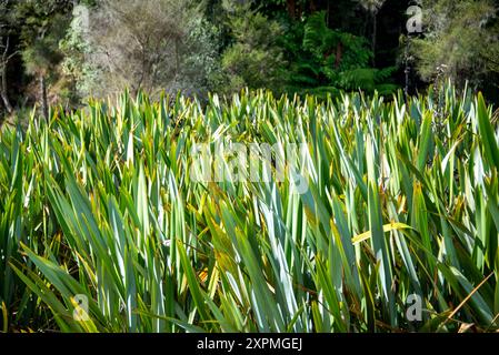 Phormium-Tenax-Werk (Neuseeländischer Flachs) Stockfoto