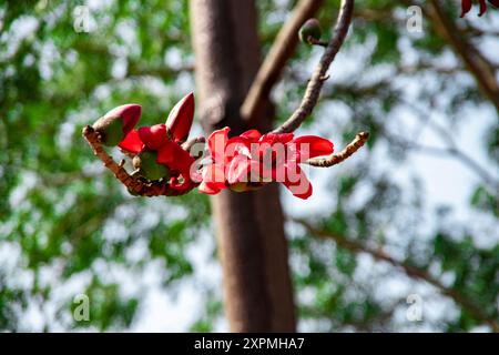 Rote Seide Baumwollblume   Bombax Ceiba   Shimul Ful Stockfoto