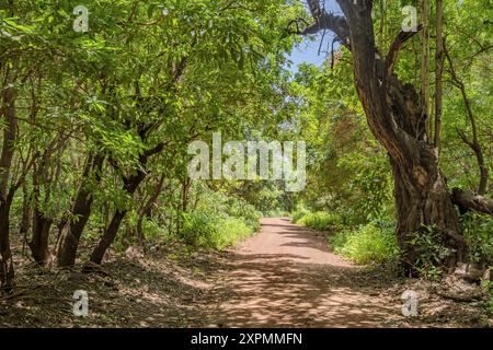 Die Strecke führt durch Waldgebiete des Manyara-Nationalparks in Tansania Stockfoto