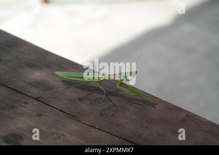 Mantis auf Holzboden im Garten Stockfoto