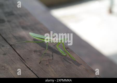 Mantis auf Holzboden im Garten Stockfoto