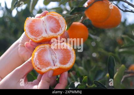 Weibliche Hand, die eine reife Mandarine auf dem Hintergrund eines Orangenbaumes hält Stockfoto