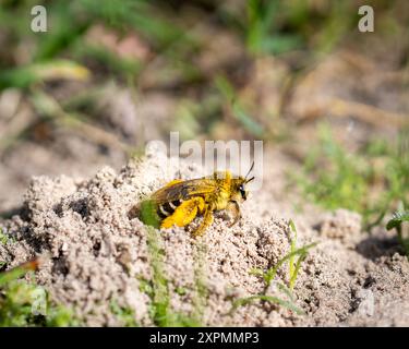 Natürliche Nahaufnahme einer weiblichen Pantaloon-Biene, Dasypoda hirtipes, die ihren Graben verlässt. Dasypoda hirtipes, die Pantaloonbiene oder haarige Bergbaubiene. Stockfoto