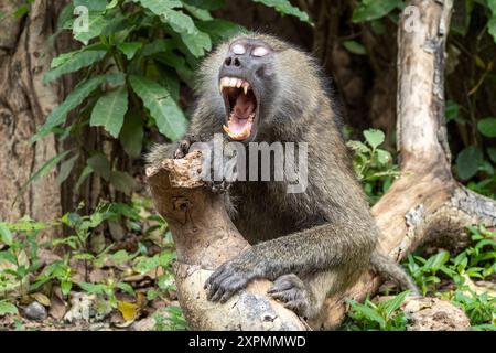 Olivenpaan, verschlafener Mann, alias Anubis Pavian, Papio anubis, Manyara Nationalpark, Tansania Stockfoto