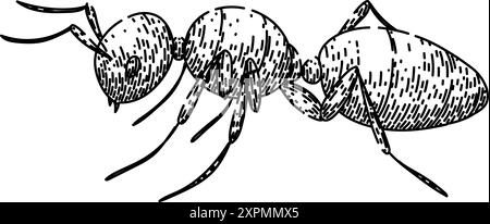 Königin Ameise Skizze Hand gezeichneter Vektor Stock Vektor