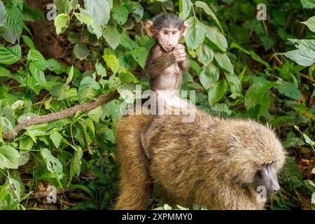 Olive alias Anubis Pavian, Papio anubis, Mutter mit Kleinkind, Manyara Nationalpark, Tansania Stockfoto