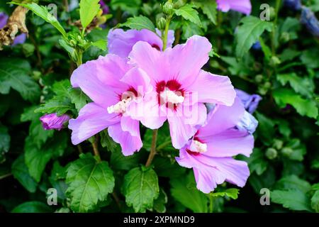 Rosa zarte Blüten des Cornus kousa-Baumes, allgemein bekannt als ousa, kousa, chinesisches, koreanisches und japanisches Dogwood, und grüne Blätter in einem Garten in der Sonne Stockfoto